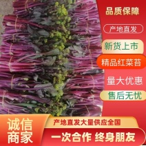 优选当阳红菜苔大量现货直发商超品质价格可谈欢迎致电