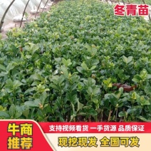 冬青苗耐寒耐热篱笆围墙庭院绿化树苗四季常青