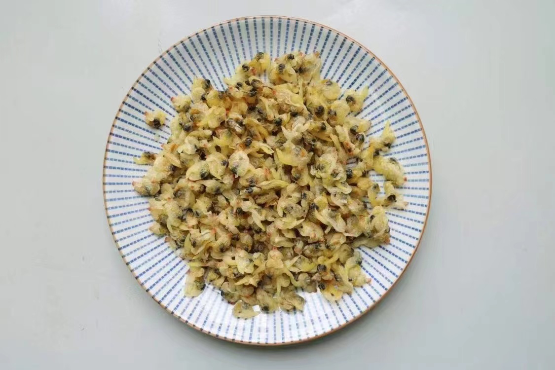 小花蛤集体特写