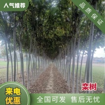 栾树又称“摇钱树”有吉祥如意、幸福之寓意，直径十多公分