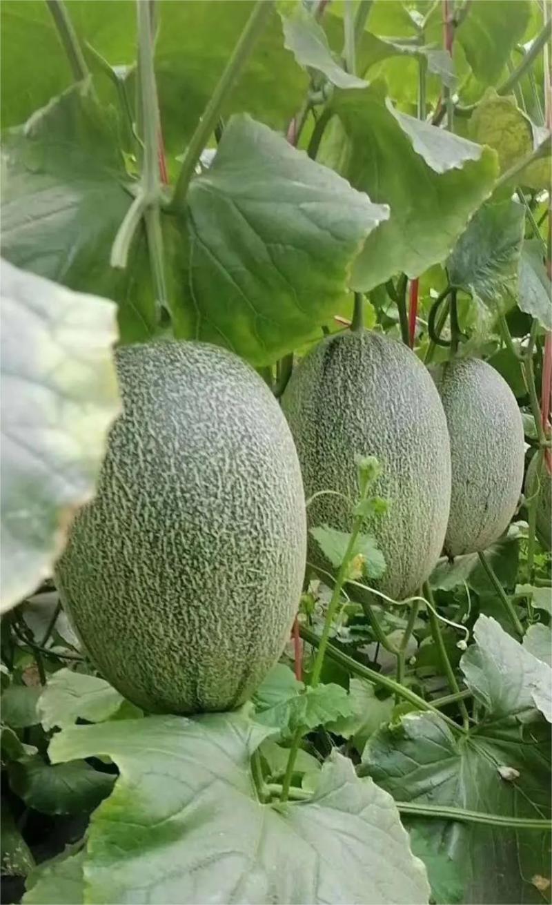 精品晓蜜25哈密瓜产地大量上市货源充足甜度高欢迎