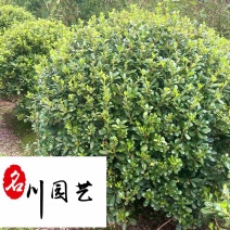 海桐球苗木基地大量处理四季常绿园林绿化海桐球优惠价