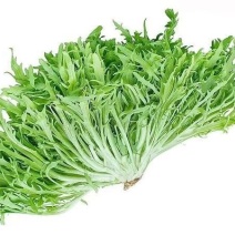 扇形苦菊种子口感微苦抗病抗寒性强可大面积种植
