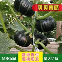 山东潍坊贝贝南瓜大量供应新鲜采摘对接全国客商可视频看货