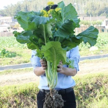 广东增城带花迟菜心产地批发