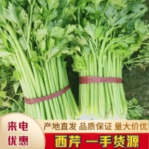 买家力荐河北邯郸永年本地西芹，高60厘米—75厘米，量大从优