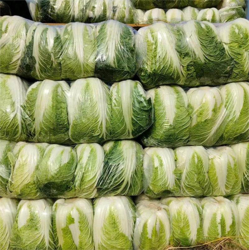 精品白菜河南产地大量上市一手货源价优欢迎致电合作