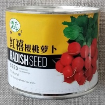 红禧樱桃萝卜种子，迷你圆萝卜种子，皮红肉白，不裂球，耐糠