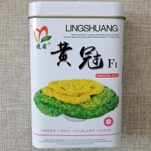 矮颗型杂交黄心乌种子黄心菜种子早熟黄冠乌塌菜软糯脆嫩