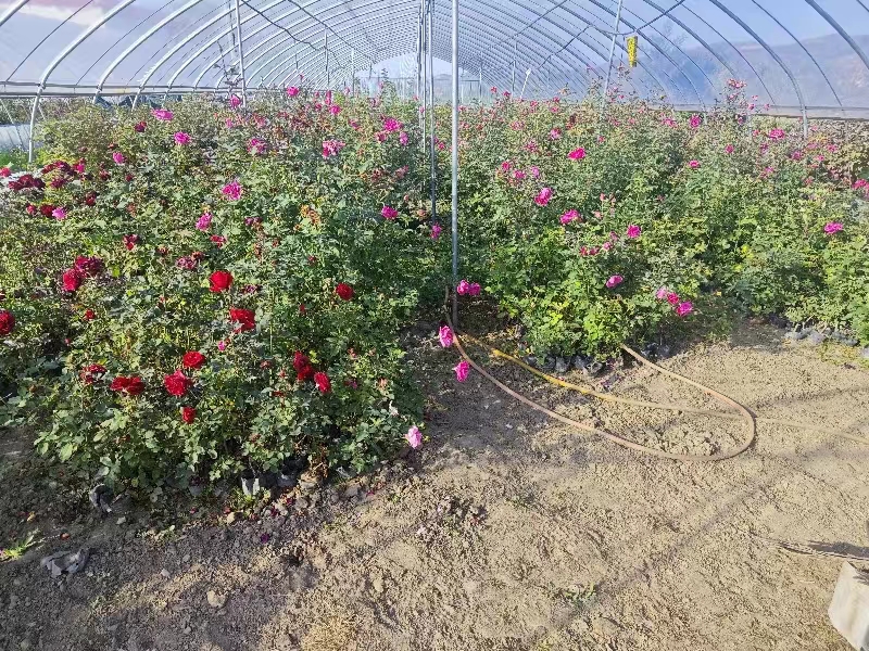 大花月季在欧洲温室种植场景