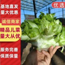优质砀山儿菜万亩合菜基地保证质量货源充足全国代发