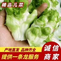 精品儿菜大量上市产地直发质量保障对接电商超市等