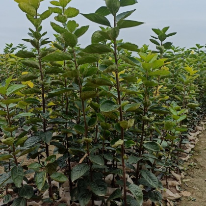 柿子树苗价格行情