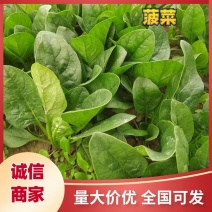 精选趴地菠菜新鲜上市产地直发大量供应欢迎老板咨询采购
