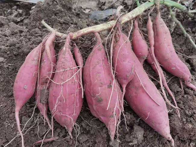 烟薯25的典型外形展示