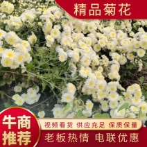 河北精品菊花产地直发品质保证一手货源量大从优