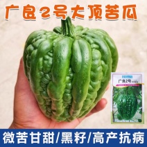 广良2号大顶苦瓜种子，大鼎雷公罩杜阮凉瓜种子，深绿色