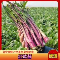 湖北枝江万亩红菜苔精品一手货供应批发商