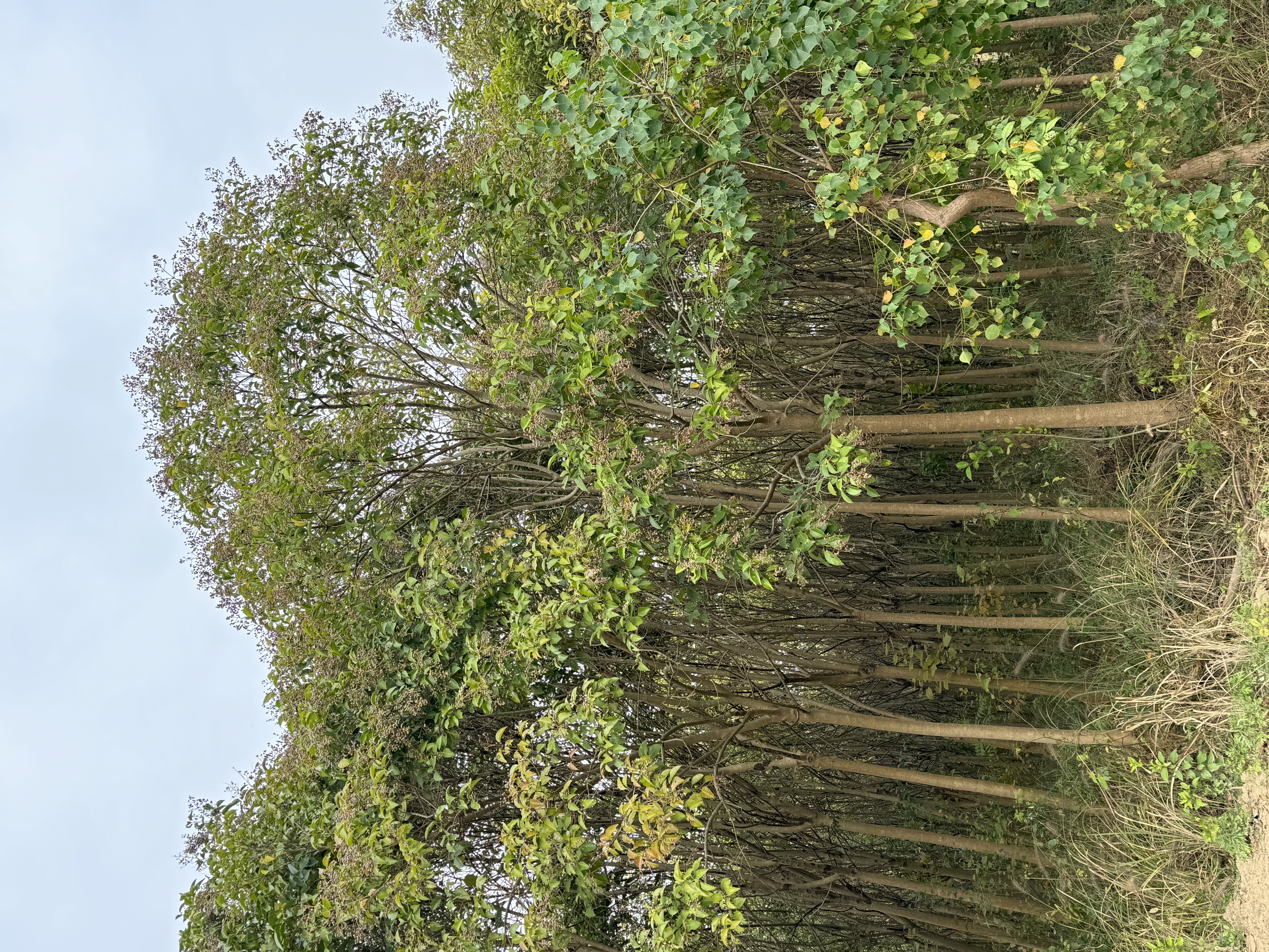 大叶女贞植物特写