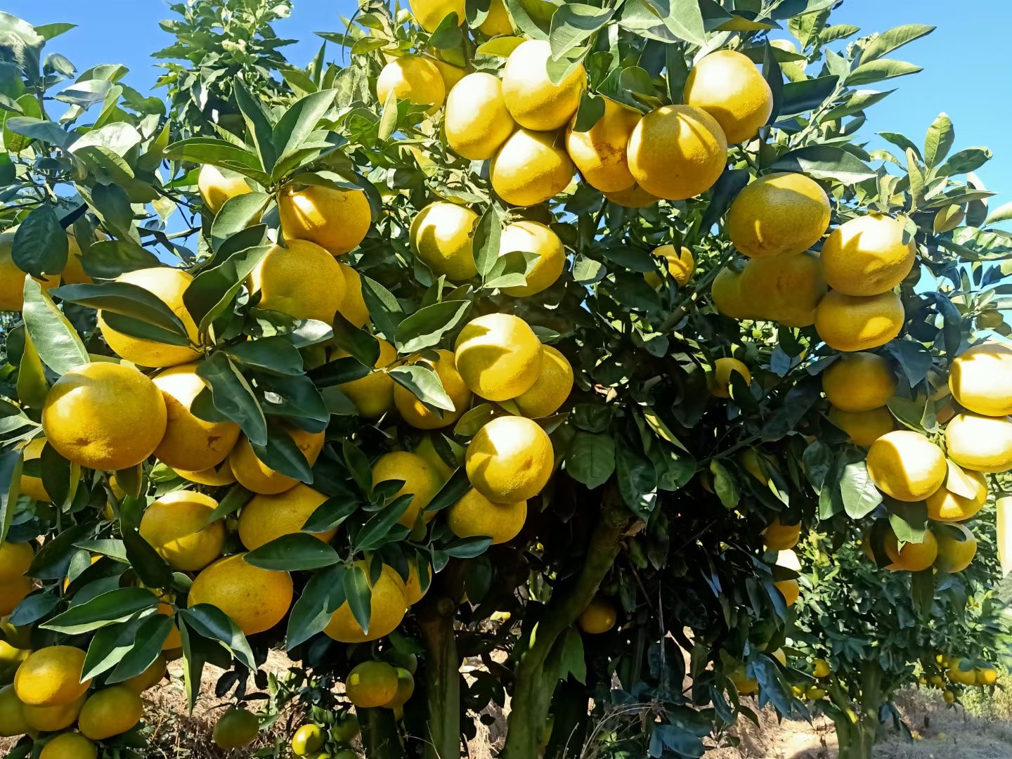 成熟柚子挂满枝头特写