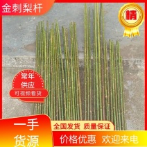 【推荐】金刺梨杆，金刺梨杆子，产地一手货源，对接批发商