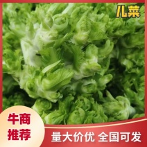 【精选】四川德阳儿菜产地批发品质保证代发全国