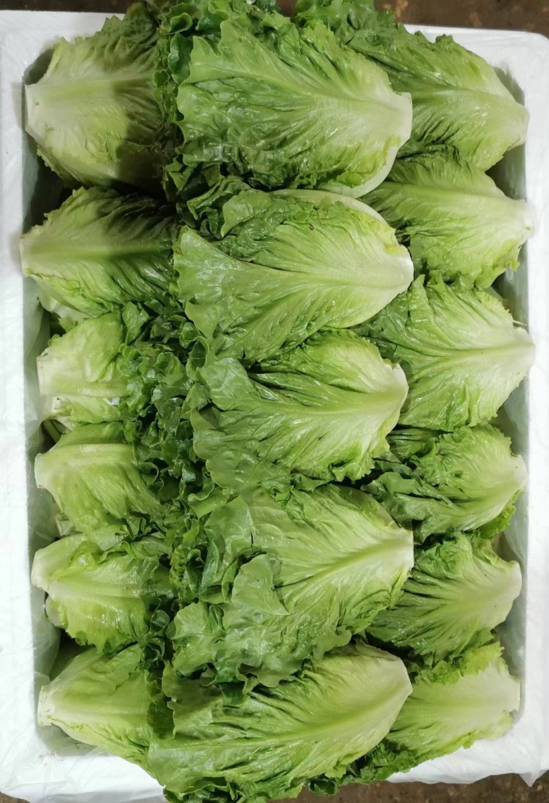 云南生菜
