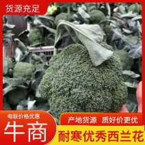 精品西兰花产地直发品质保证量大从优欢迎联系