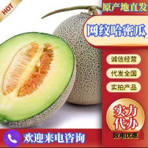 海南网纹哈密瓜大量供应代发全国诚信经营欢迎来电