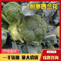 【精品】湖北仙桃耐寒优秀精品西兰花小耳花商超加工厂