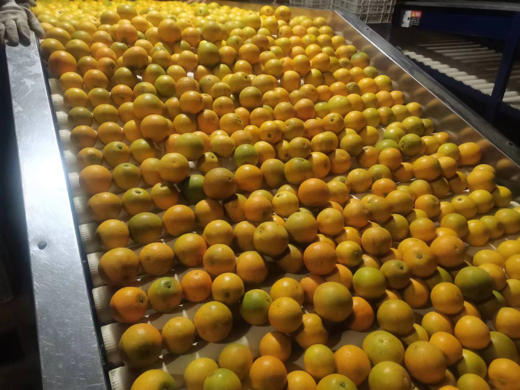 包装车间内工人正在进行冰糖橙分级筛选