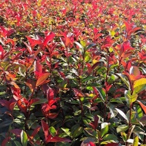 红叶石楠苗基地直发一手货源支持视频看货品质保证