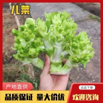 四川新鲜儿菜现砍现发农家自种大量上市货源稳定欢迎咨询