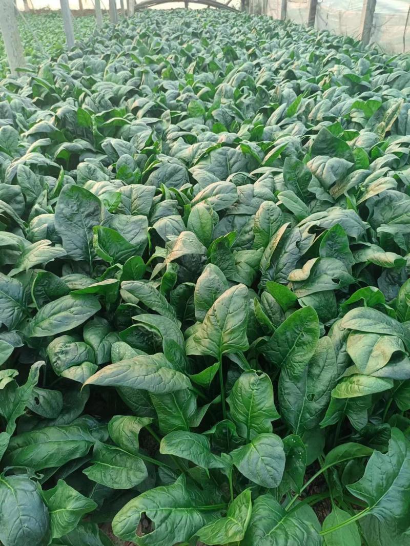 山东精品大叶菠菜大量上市产地一手货源欢迎来电咨询