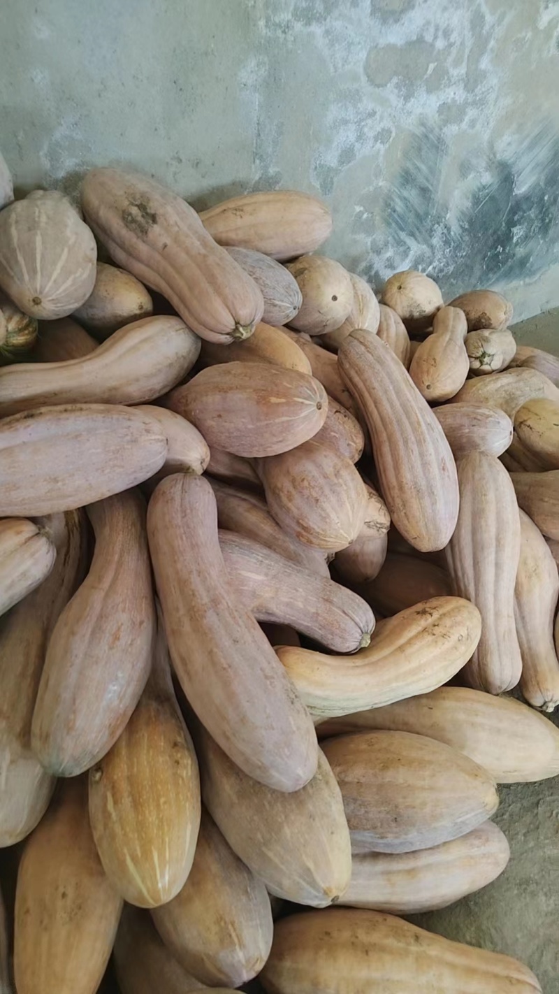 精选当季蜜本南瓜农家自种一手货源量大价优欢迎采购