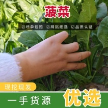 精品大叶菠菜菠菜现货大量供应产地一手货源
