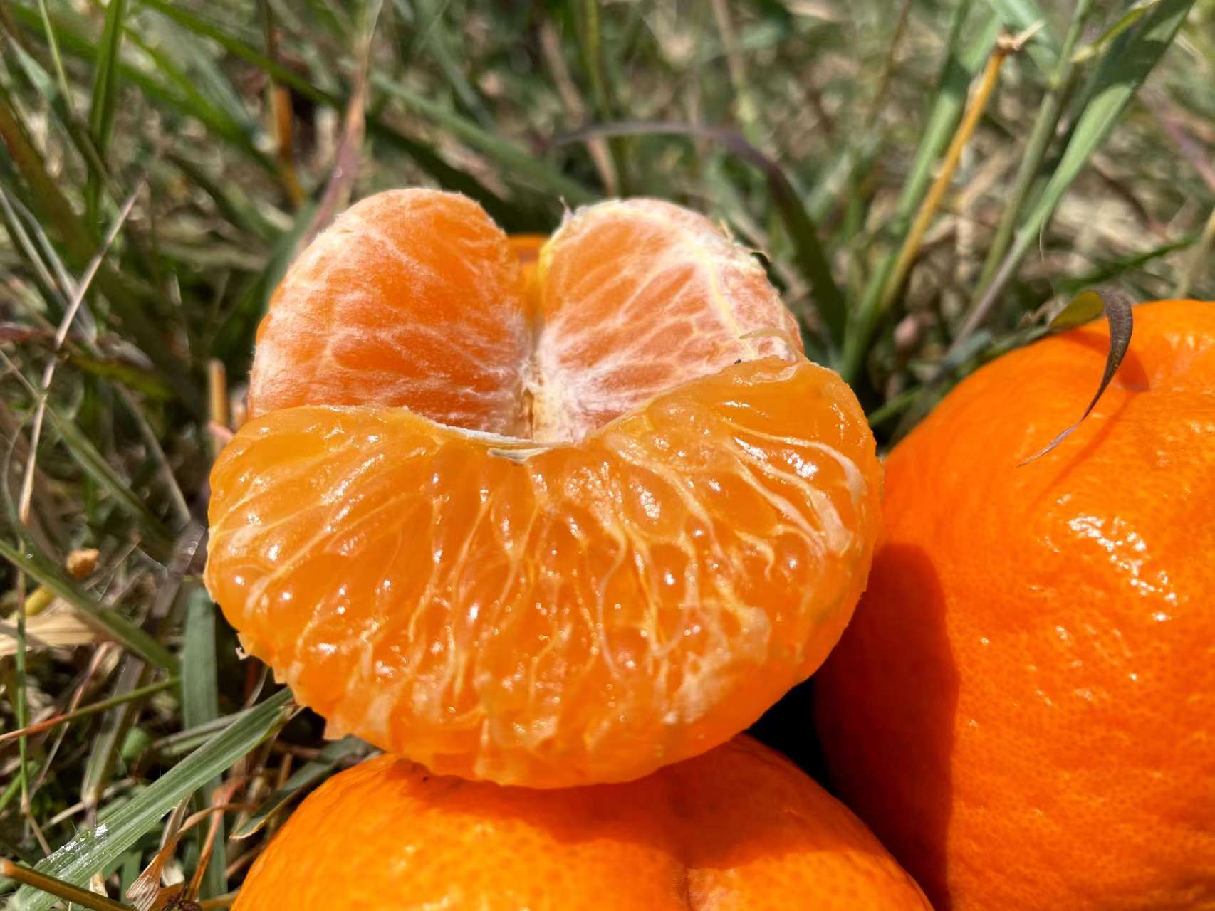 新鲜蜜橘去皮后，果肉与白色海绵层（橘络）完整保留，置于竹制食盘中，背景虚化显示手部正在轻刮橘络