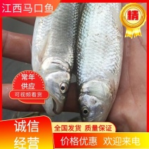 马口鱼江西马口鱼基地发货电话有优惠对接批发商