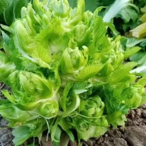 四川优质儿菜产地直发一手货源量大从优【推荐】