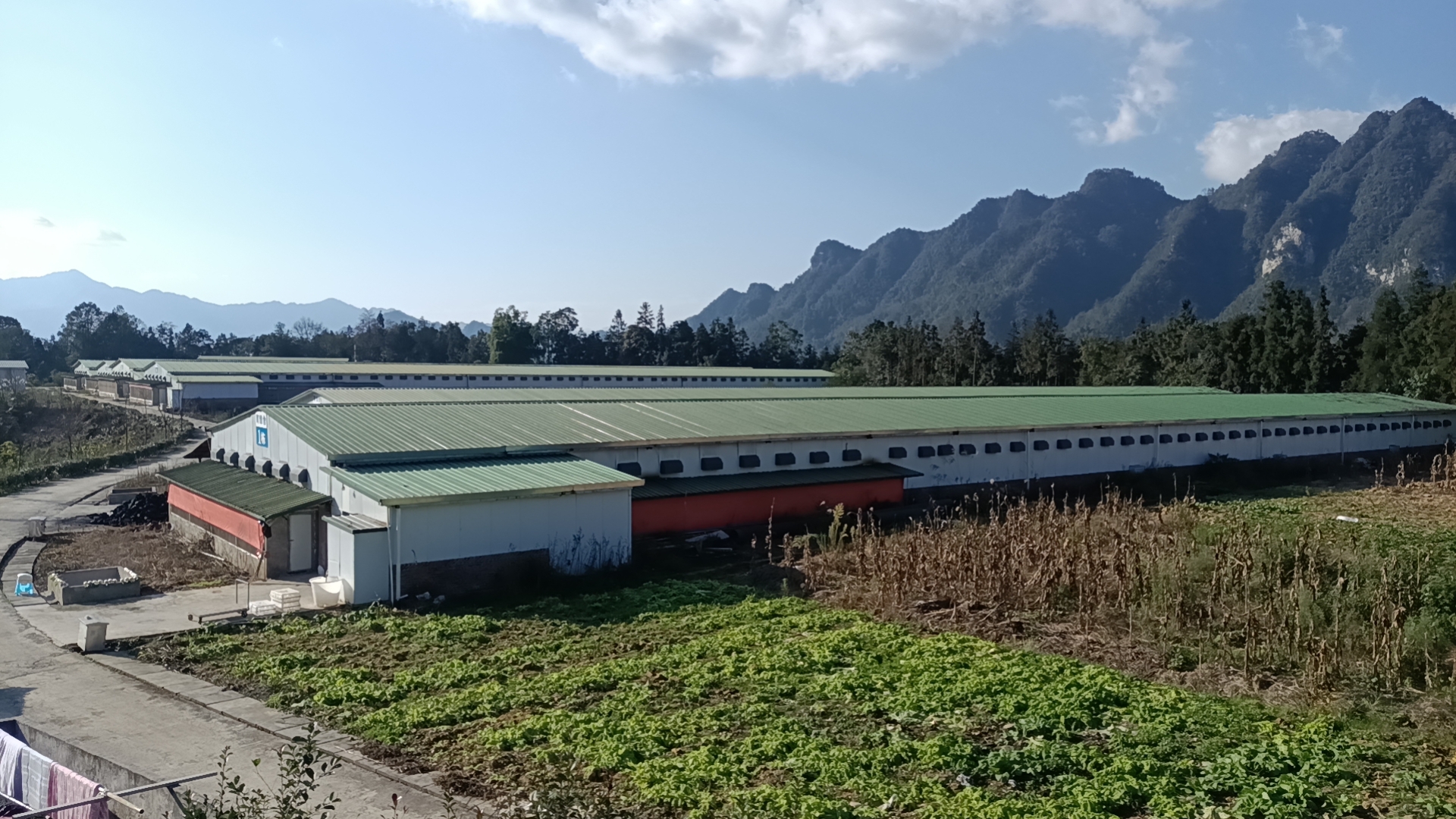 展示乌鸡在山林间自由活动的生态养殖场景 乌鸡生态养殖基地