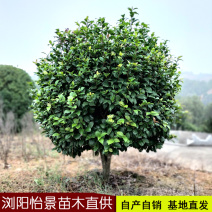 [荐]茶花球庭院花卉风景树花境植物绿化树苗木