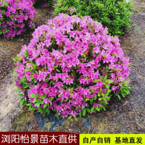 杜鹃球庭院别墅花卉风景树花境植物绿化树苗木
