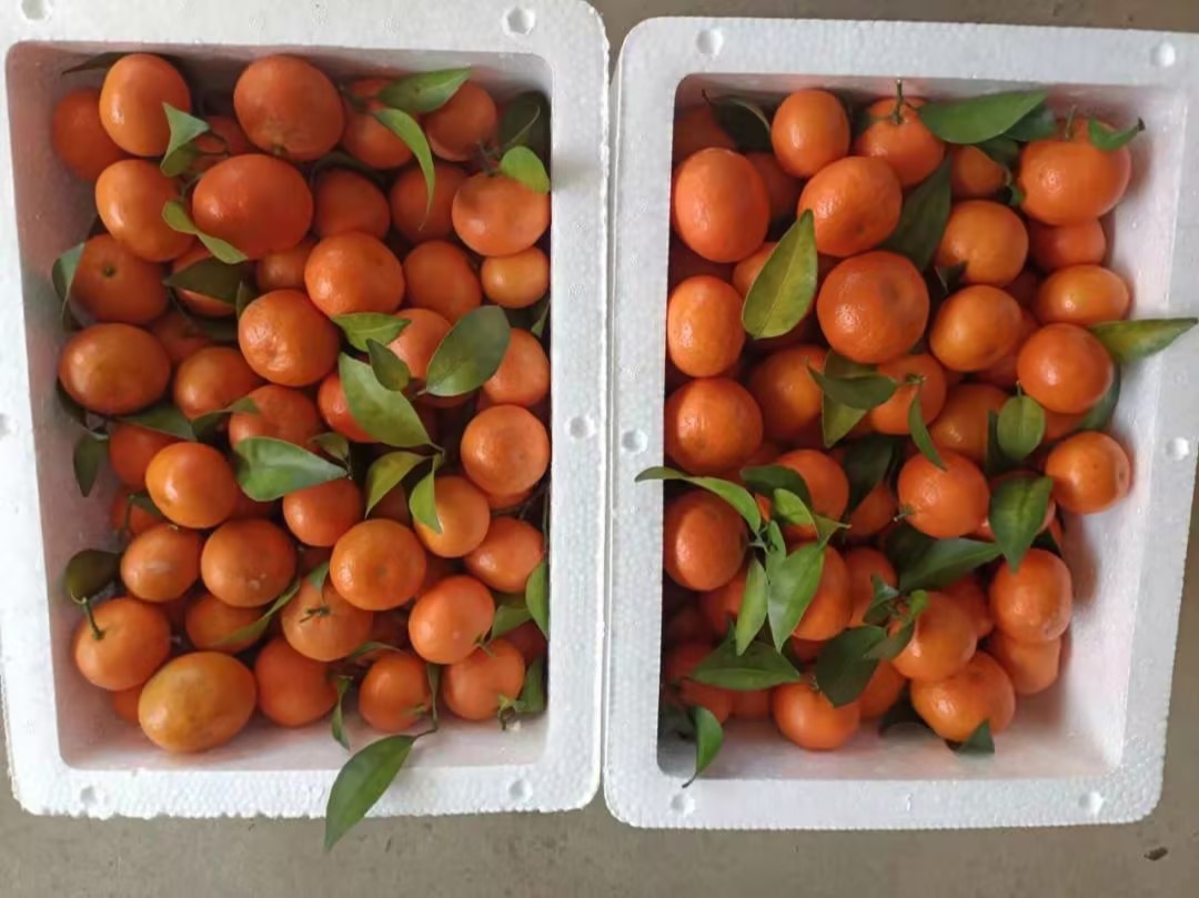 沙糖桔果皮上带有橙红色汁液，手指接触后染色