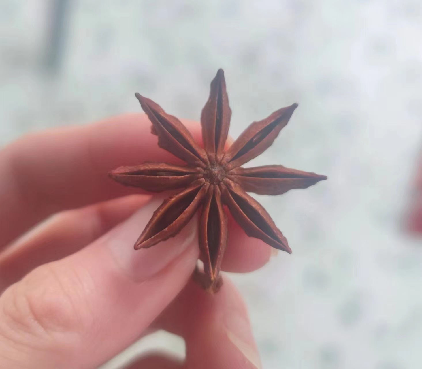 展示八角与莽草的外形差异,八角呈星形,颜色偏深棕,莽草颜色偏紫红,表面更光滑 八角与莽草对比图