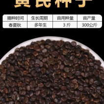 【推荐】安徽亳州黄芪种子85%以上种植基地一手价格稳定