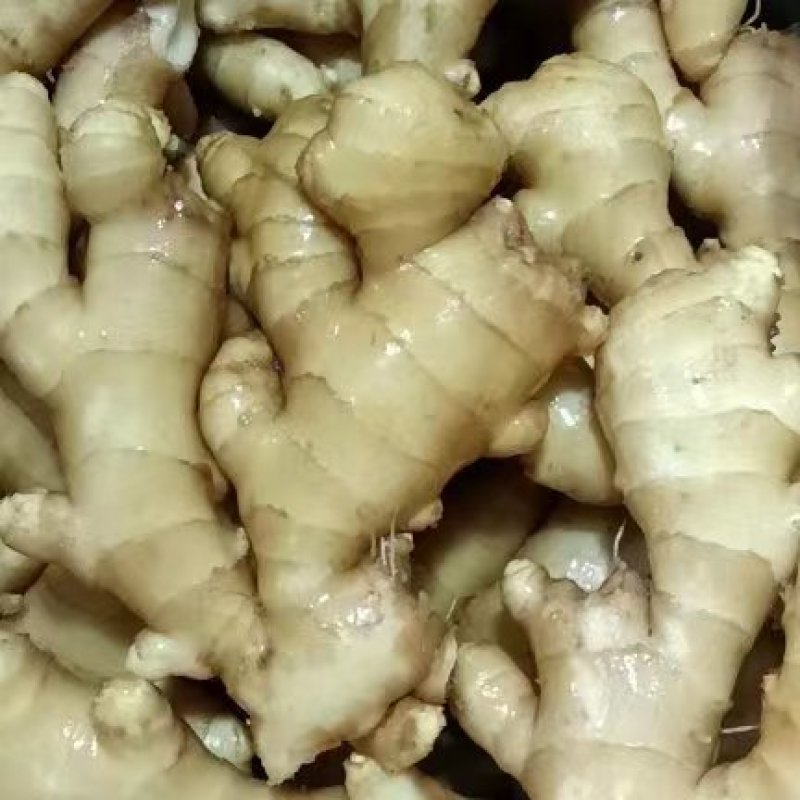 【精选】山东面姜产地现货供应量大价优欢迎全国老板实地考察