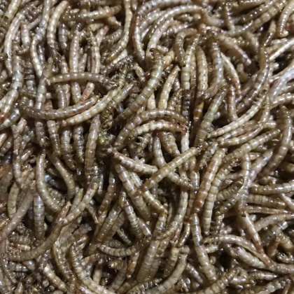 浙江温州黄粉虫价格行情走势 - 一亩田