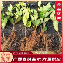 广西桂林春城苗木基地金森女贞小秧苗可长期供苗，欢迎实地考