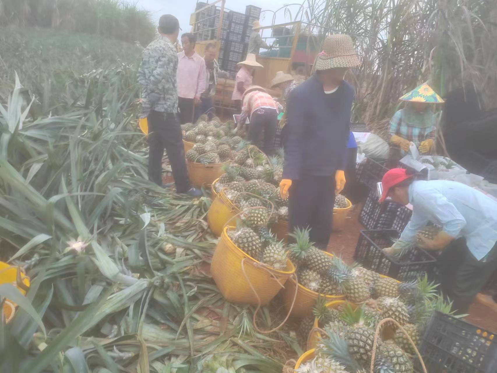 菠萝芯用于榨汁加工