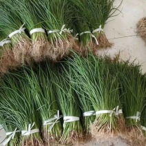 【推荐】山东济宁紫皮洋葱种植产地一手货源价格稳定常年供货